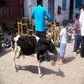 Sri Chamundeshwari Temple (bangalore_100_1682.jpg) South India, Indische Halbinsel, Asien